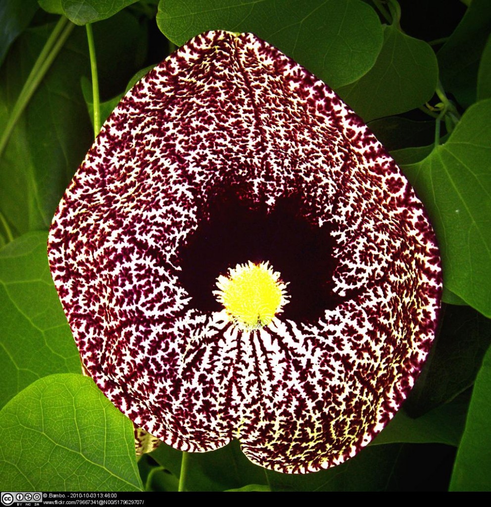 Aristolochia elegans